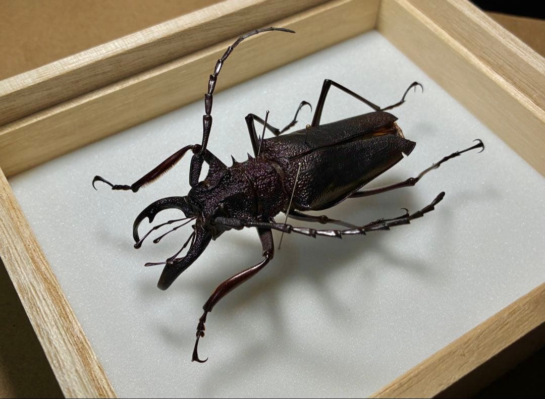 特大コロンビア産オニノコギリカミキリ　79mm 昆虫標本 Yahoo!オークション -「ノコギリカミキリ」(ペット、生き物) の落札