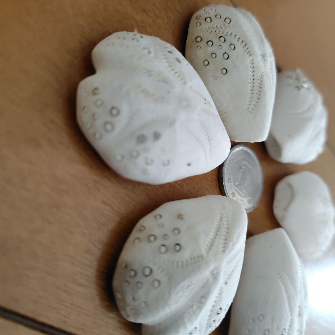 ヒラタブンブク ブンブク ウニ殻 標本 ビーチコーミング - メルカリ