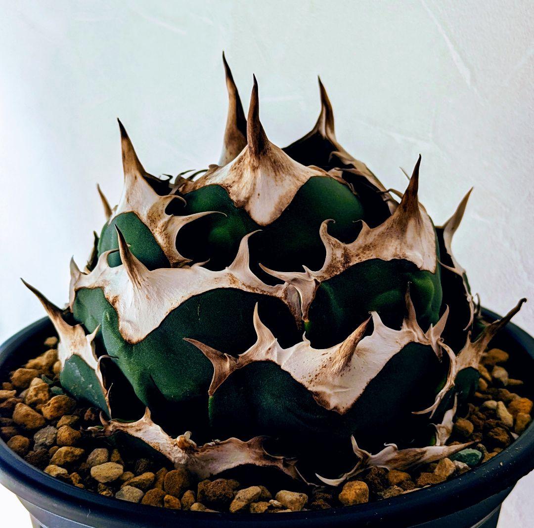 元*様 アガベ オアハカ現地球 子株 コヨーテ産