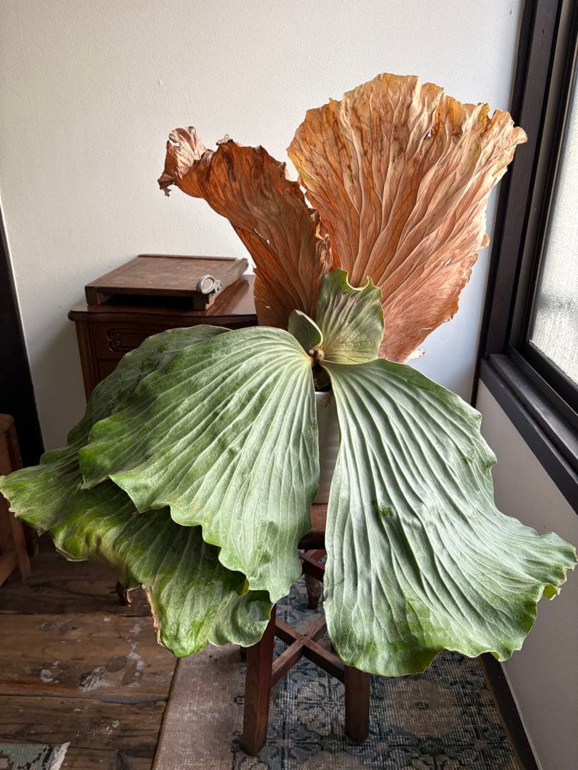 プラティセリウム エレファンティス ビカクシダ 6号鉢 観葉植物