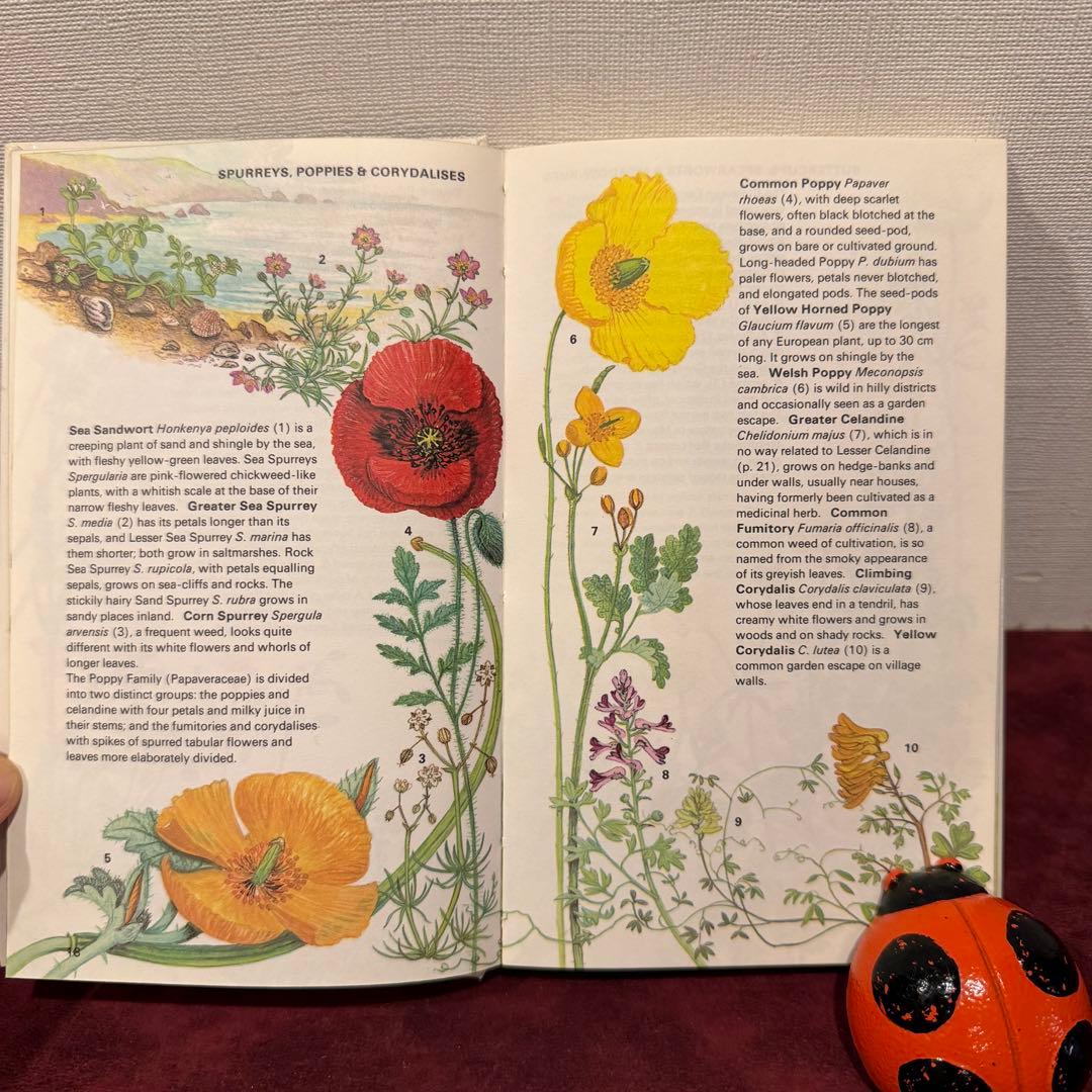 225④1989年イギリスの植物図鑑 洋書古書 ジャンクジャーナル ボタン