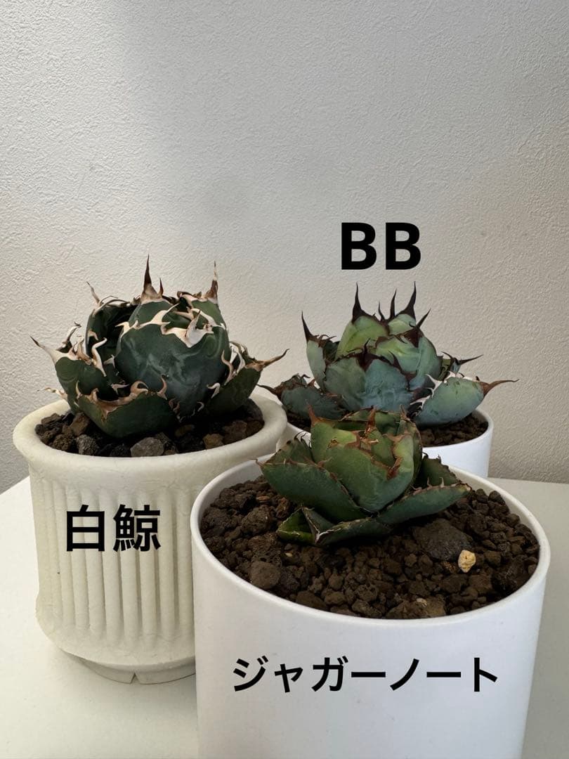 アガベ　チタノタ　セット販売 アガベ チタノタ銘品3種セット（赤猫・シーザー・パンダ）3.5号鉢