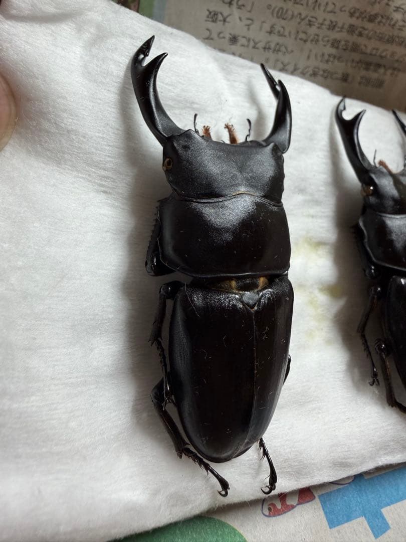 座標付き三重県産オオクワガタ♂70mm↑野外品 - メルカリ