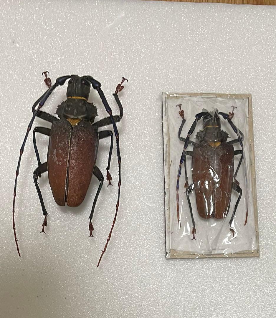 特大　南米　ウスバカミキリ　標本 472a00d6bc88a2befe5919b73ea568