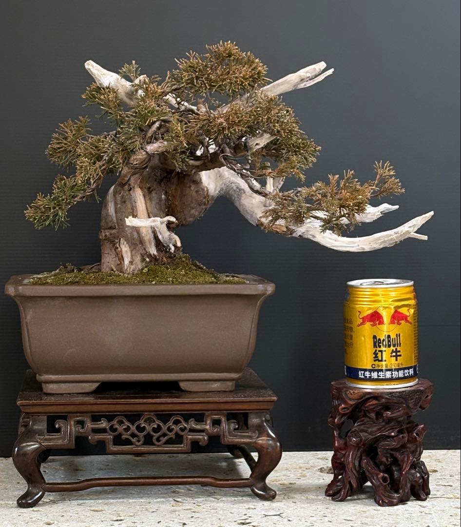 5*2様 [スペシャル❗️サービス❗️オークション盆栽] 盆栽 ピラカンサ 姫千代田紅 トキワサンザシ 常磐山査子 小品盆栽 ミニ