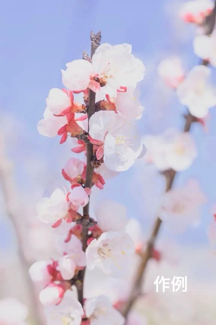 タイムセール⬜️Nikon Z 5 ボディ（即発送可能）⬜️ - メルカリ