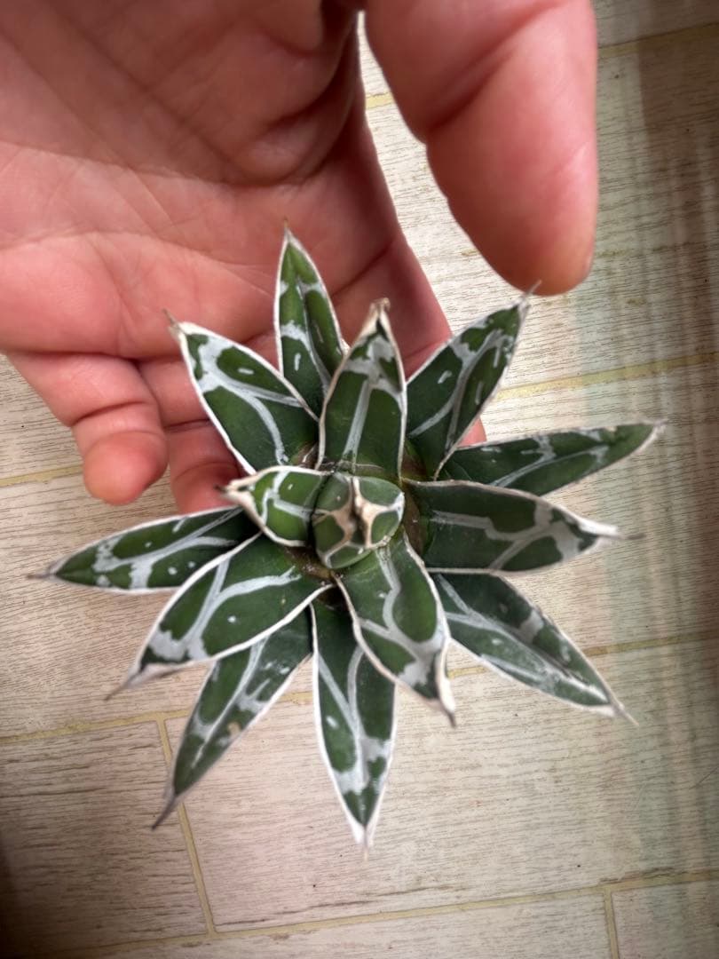 て*ら様 アガベ 濃白ペンキ児玉姫笹の雪約9cm発根済み - メルカリ