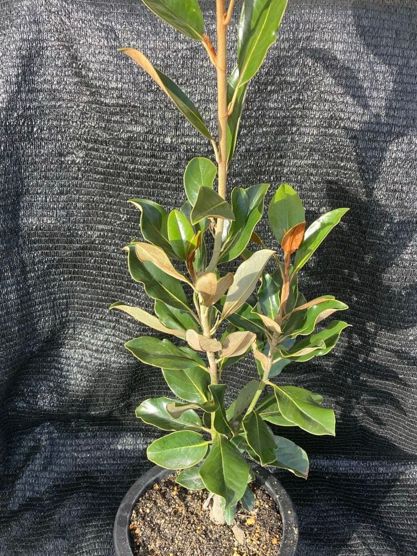 ①*:ஐ四季咲き・矮性！*:ஐ丈夫な接木・タイサンボク・苗木【リトル