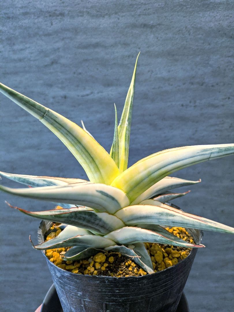 Ak　スノーホワイト 　サンスベリア　多肉植物　ロリダ　サボテン　アガベ タ*ー様 サンスベリア スノーホワイト 極上斑入り 輸入株 高級SSS級