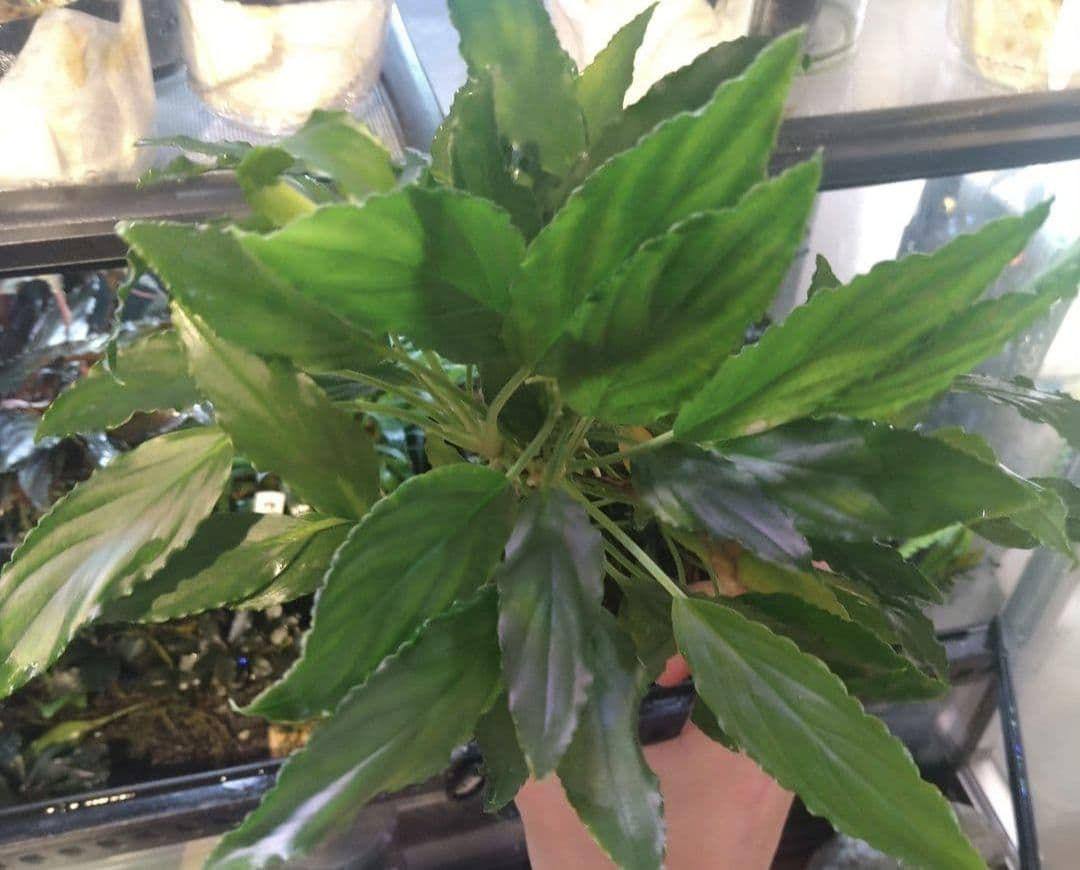 Homalomena aff. vitifolius 赤備 若蛙手 - メルカリ