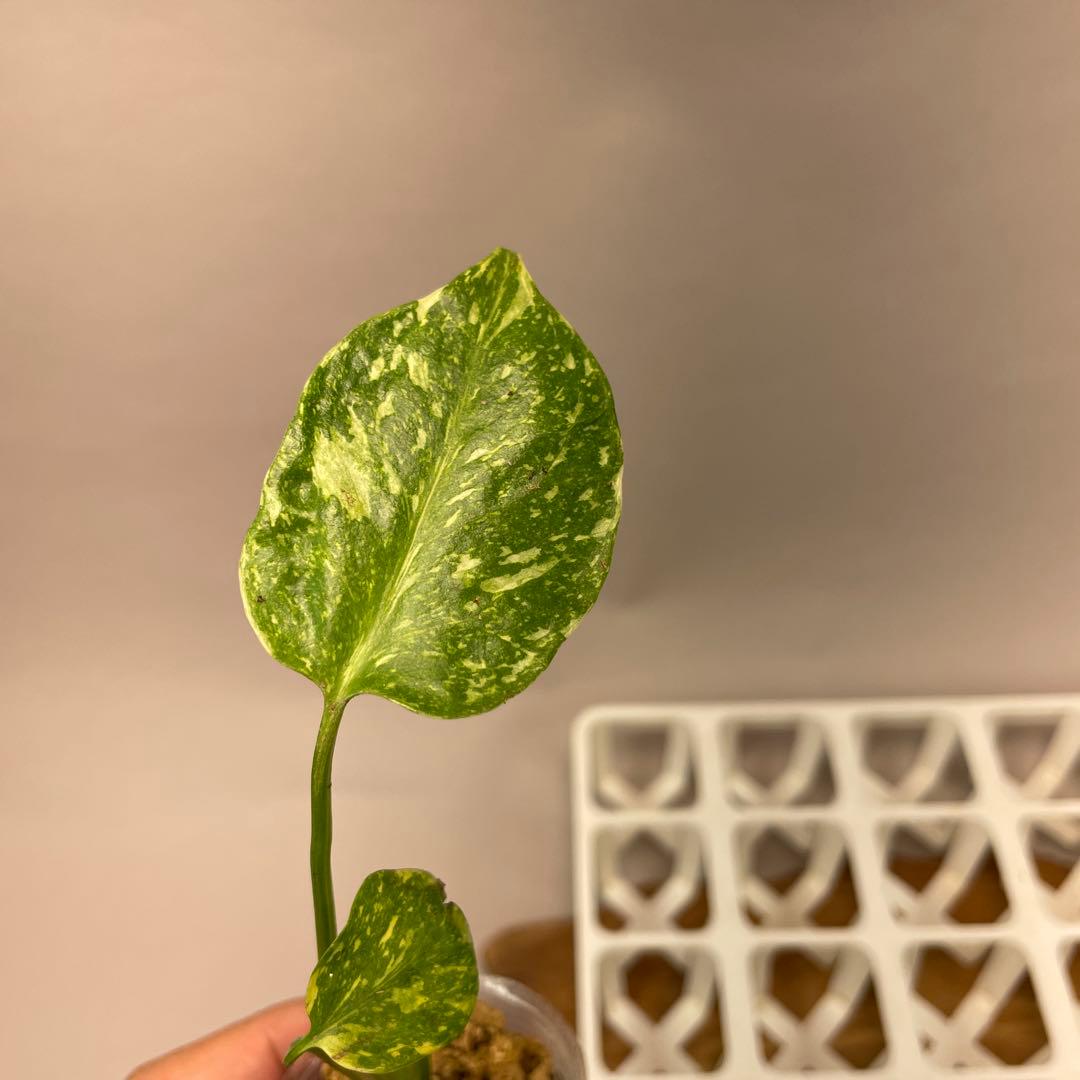 ms24モンステラ・エレクトロライト 斑入り 希少種 Electro Light