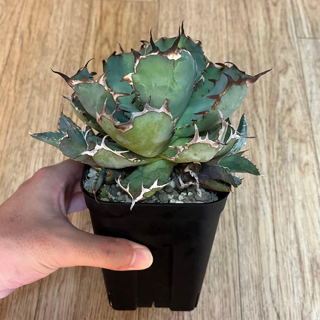 アガベ チタノタ 黒鯨 プレステラ120深鉢 鉢ごと発送 子株5個 - メルカリ