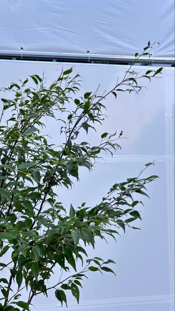 美しい樹形が魅力的 山採り ハイノキ 株立 735 樹高2.1m位 高級樹