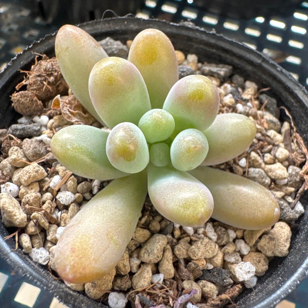 乙女心xアメチスチヌム カット苗 多肉植物 5㌢ポット うにさん苗