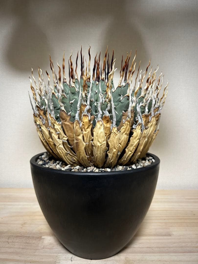 アガベユタエンシスエボリスピナ陽炎　子株付き アガベ ユタエンシス エボリスピナ 陽炎 未発根 | GREEN LUCK