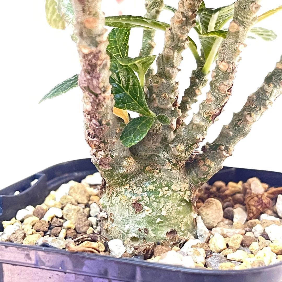 塊根植物】ドルステニア ギガス 国内 実生 ドルステニアギガス ②