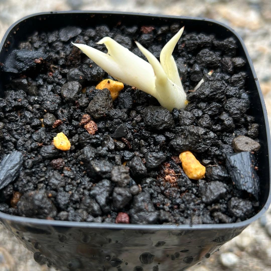 希少子株 アガベ ネバデンシス × コロラータ ハイブリッド ネバコロ