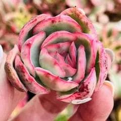 kunny専用ページ Mサイズ 楽天市場】レビューでクーポン☆カーハート ワークパンツ CARHARTT