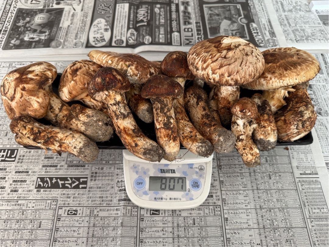 松茸　北海道　800g 訳あり　② 送料込 楽天市場】10月分予約 【全額返金】国産 松茸 ひらき 約450g前後 4?8本