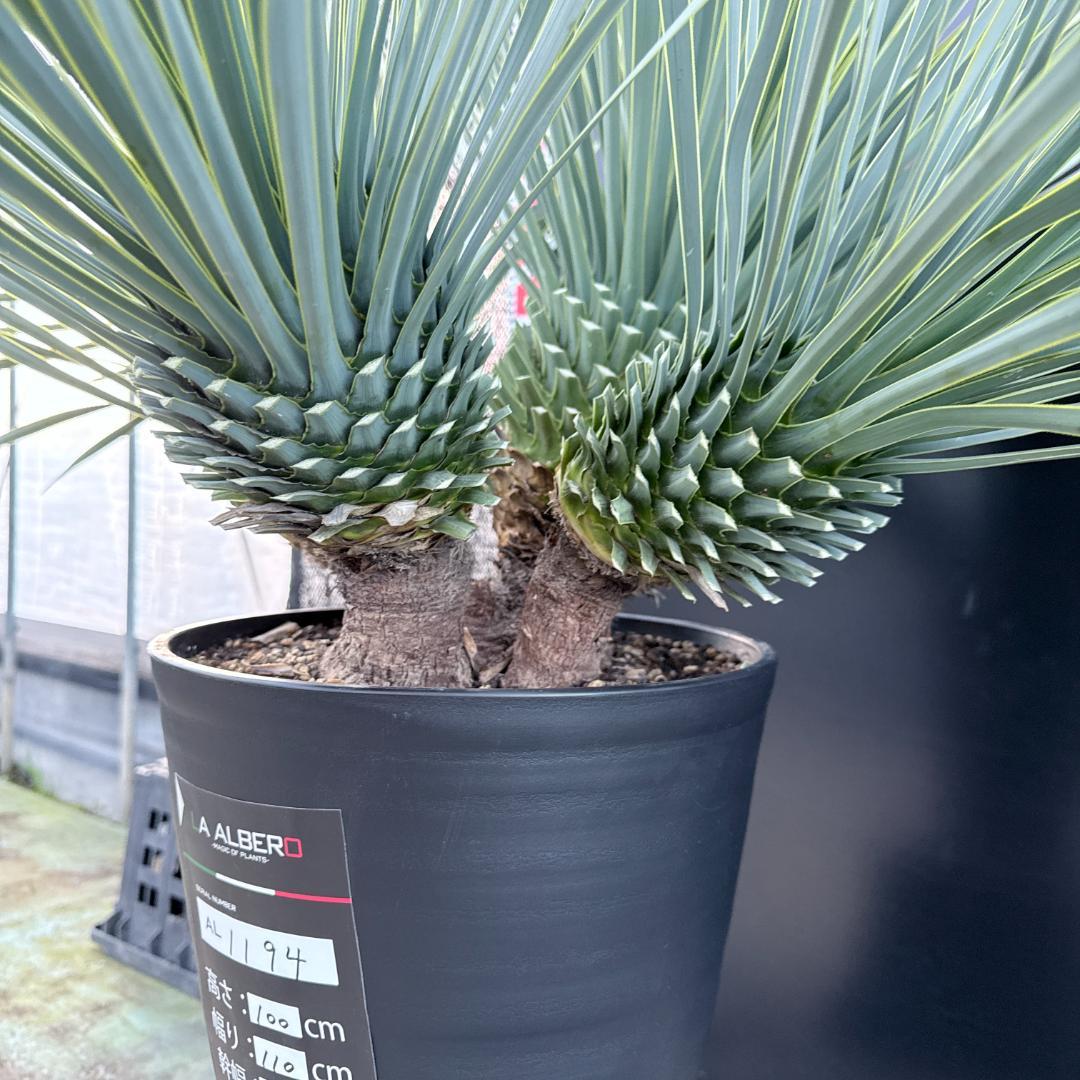 AL1194】ユッカ ロストラータ 超希少4分頭株 - メルカリ