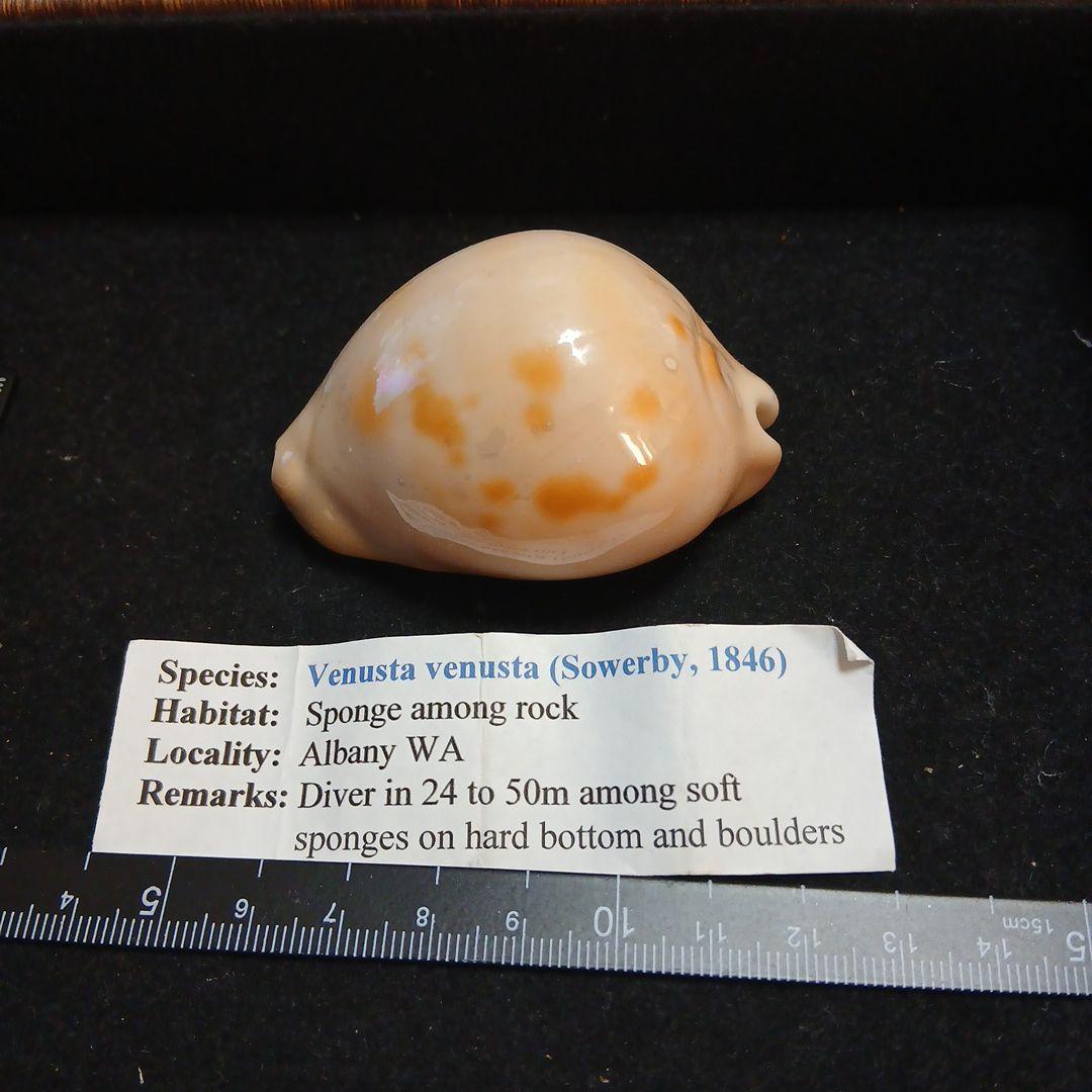 貝殻 ハーレーダビッドソン XL883N Ironのご紹介 | 中古・新車バイクの販売