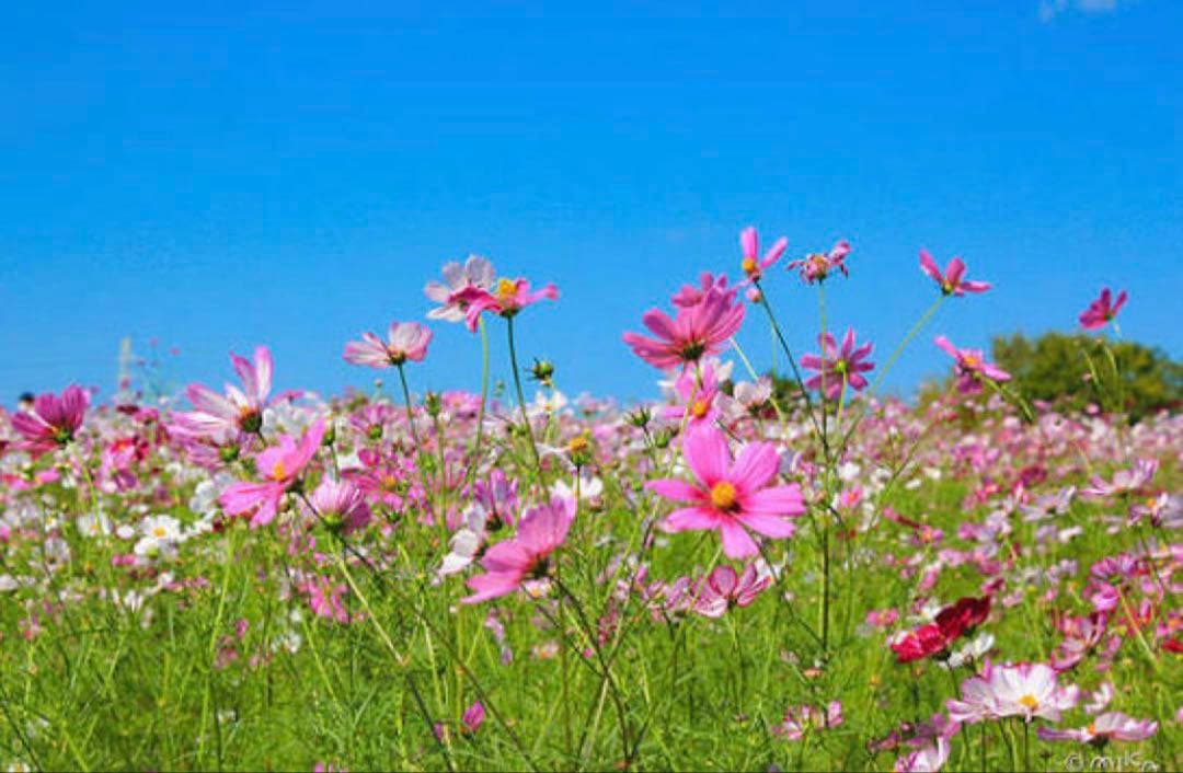 クレンジング・メイク落とし naoto 000000026453-01-m.jpg?t=