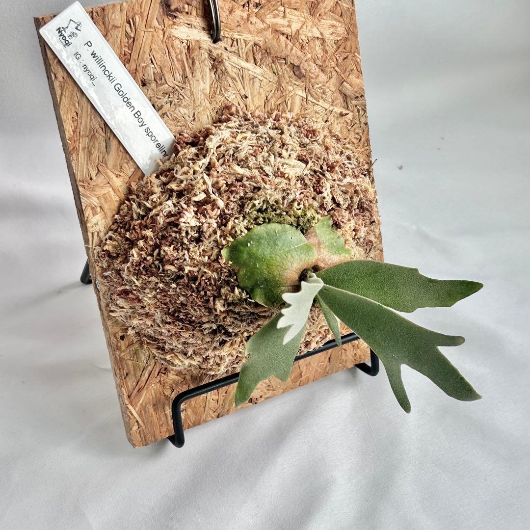 P. wilinckii Golden Boy spore【48】 - メルカリ