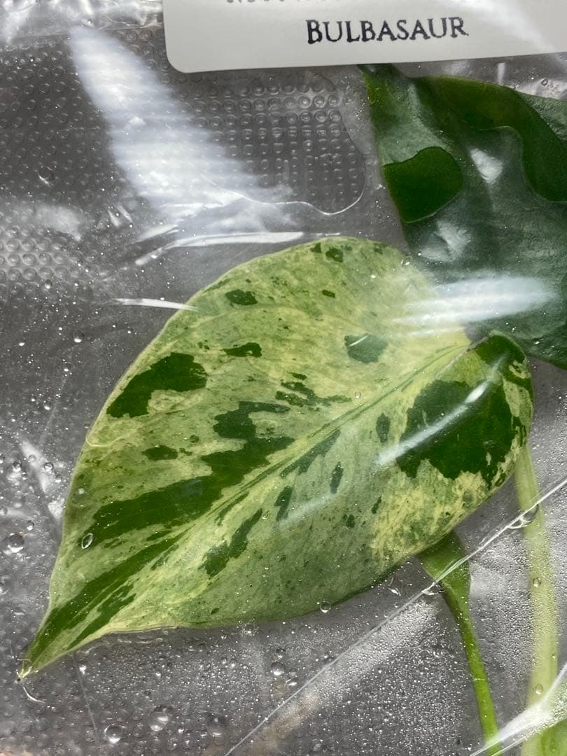 終*7様 【セール‼️】モンステラ デリシオーサ バルバソー フシギダネ