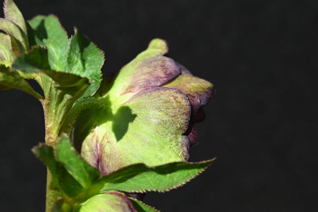 クリスマスローズ ddバイカラーグレープ 加藤農園 - メルカリ