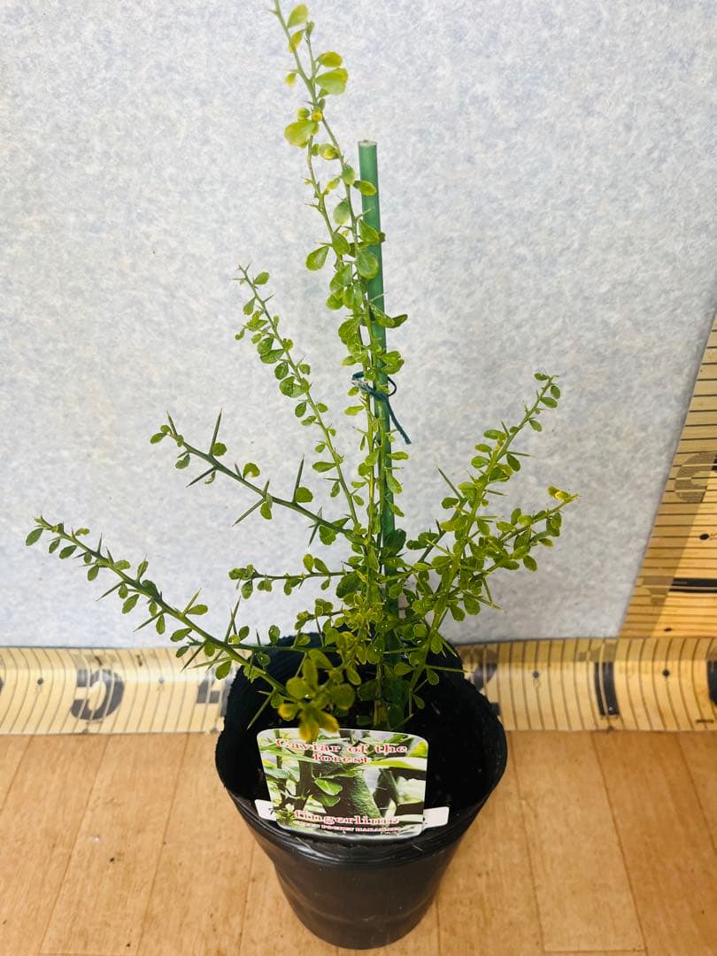 柑橘2年生 フィンガーライム接木苗／苗 まとめて3鉢 撮影品発送 - メルカリ