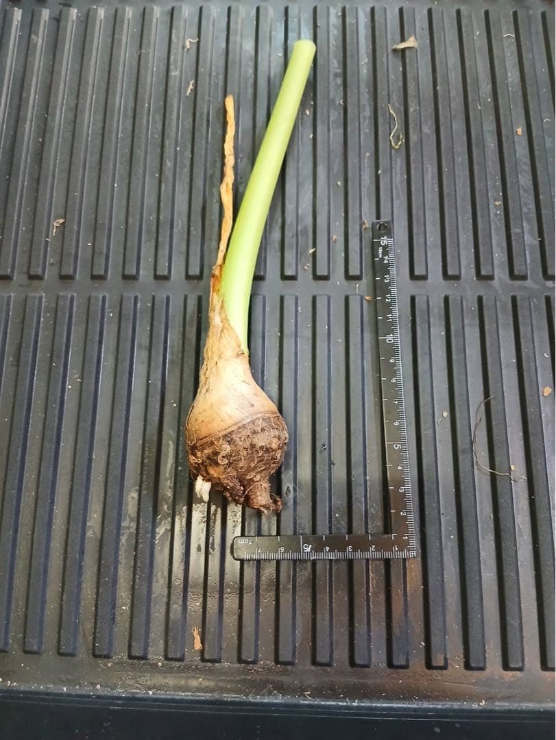 原種 世界最大 アロカシア ロブスタ サトイモ科 アロイド パルダリウム