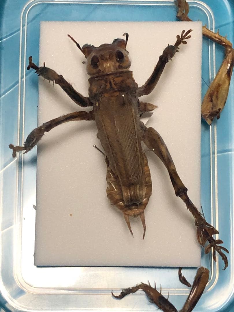 マキバネコロギス 標本 - メルカリ