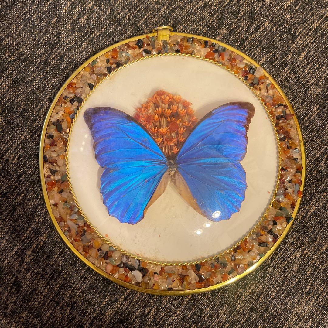 モルフォ蝶 標本 壁かけアート 直径約20cm - メルカリ