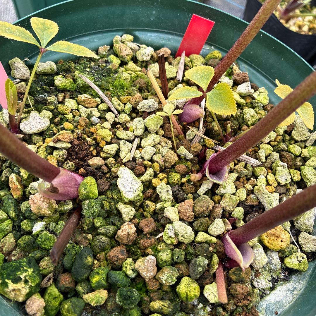 クリスマスローズ アシュード 濃黄色セミダブル イエロー 7寸 - メルカリ