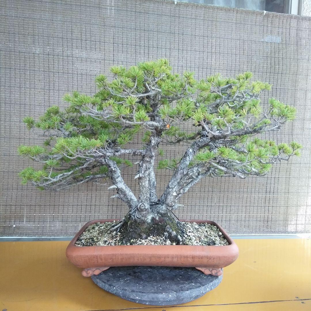 五葉松 （株立ち） 【中品盆栽】 撮影日2022,09,22日 - メルカリ