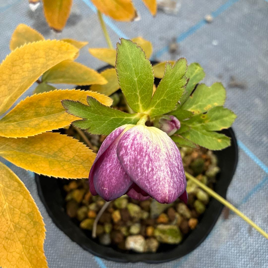 クリスマスローズ レッドオーレア 開花途中 4.5寸 中は満月みたいです