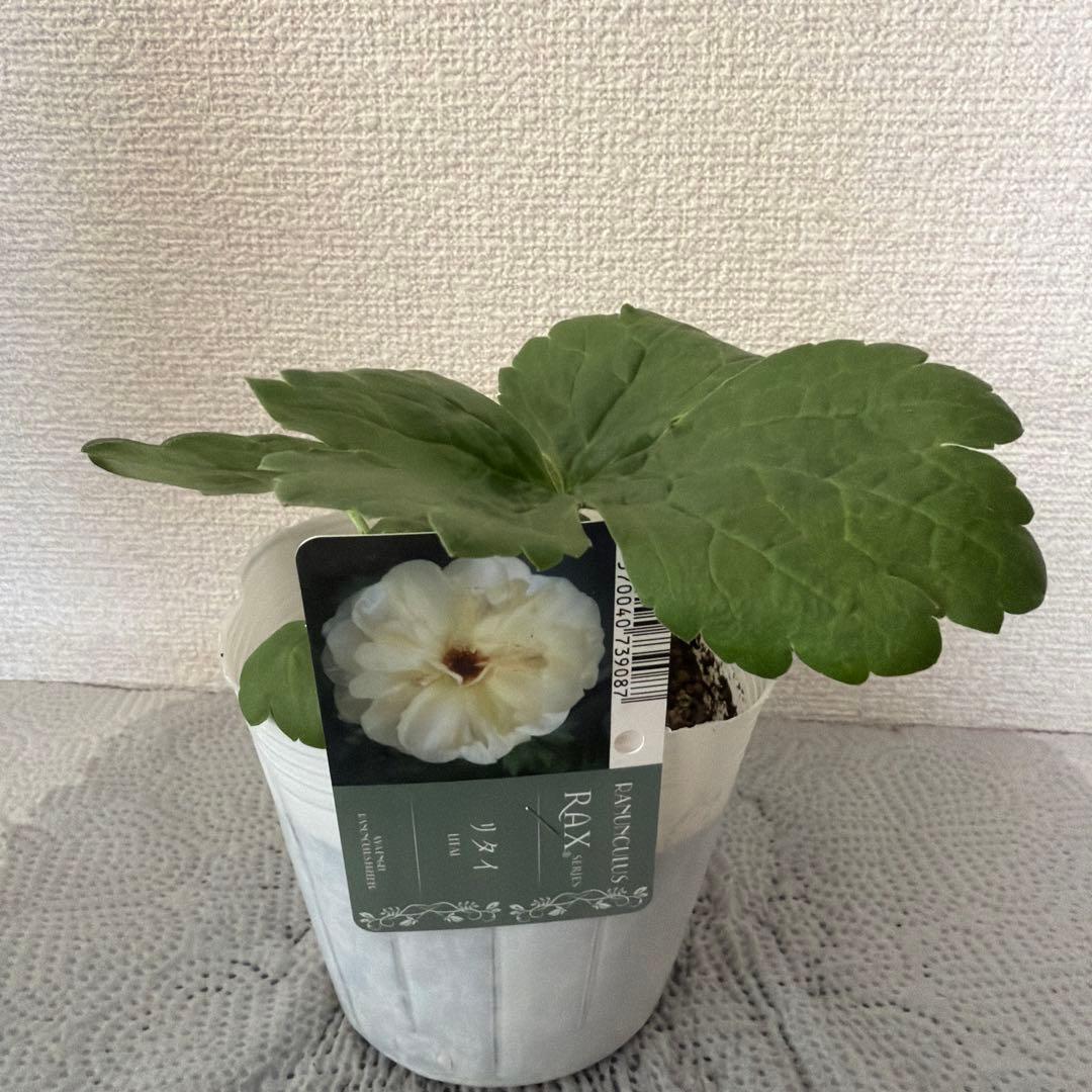 ラナンキュラスラックス苗、リタイ、廃盤品、ラベル付き、正規品