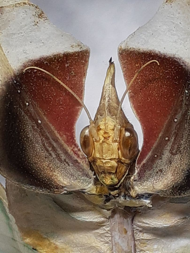 ニセハナマオウカマキリ雌 立体標本 - メルカリ