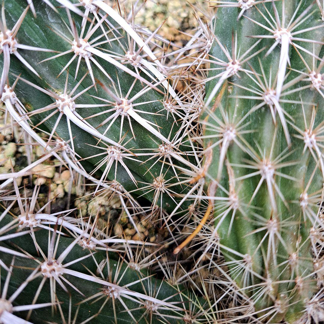 希少‼️✩.*˚ ステノケレウス エルカ (入鹿サボテン) ✩.*˚ - メルカリ