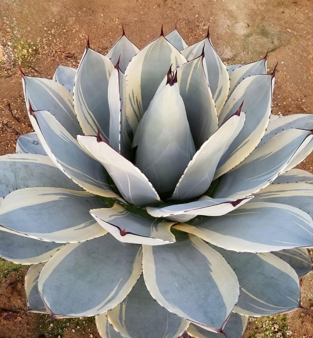 4月7日まで出品！本物‼️アガベ パリー トランカータ オリザバ