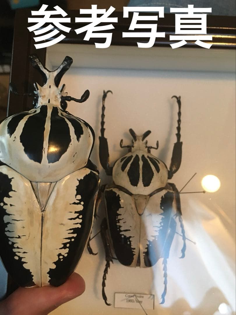 標本/ゴライアスオオツノハナムグリ/ゴライアスオリエンタリス