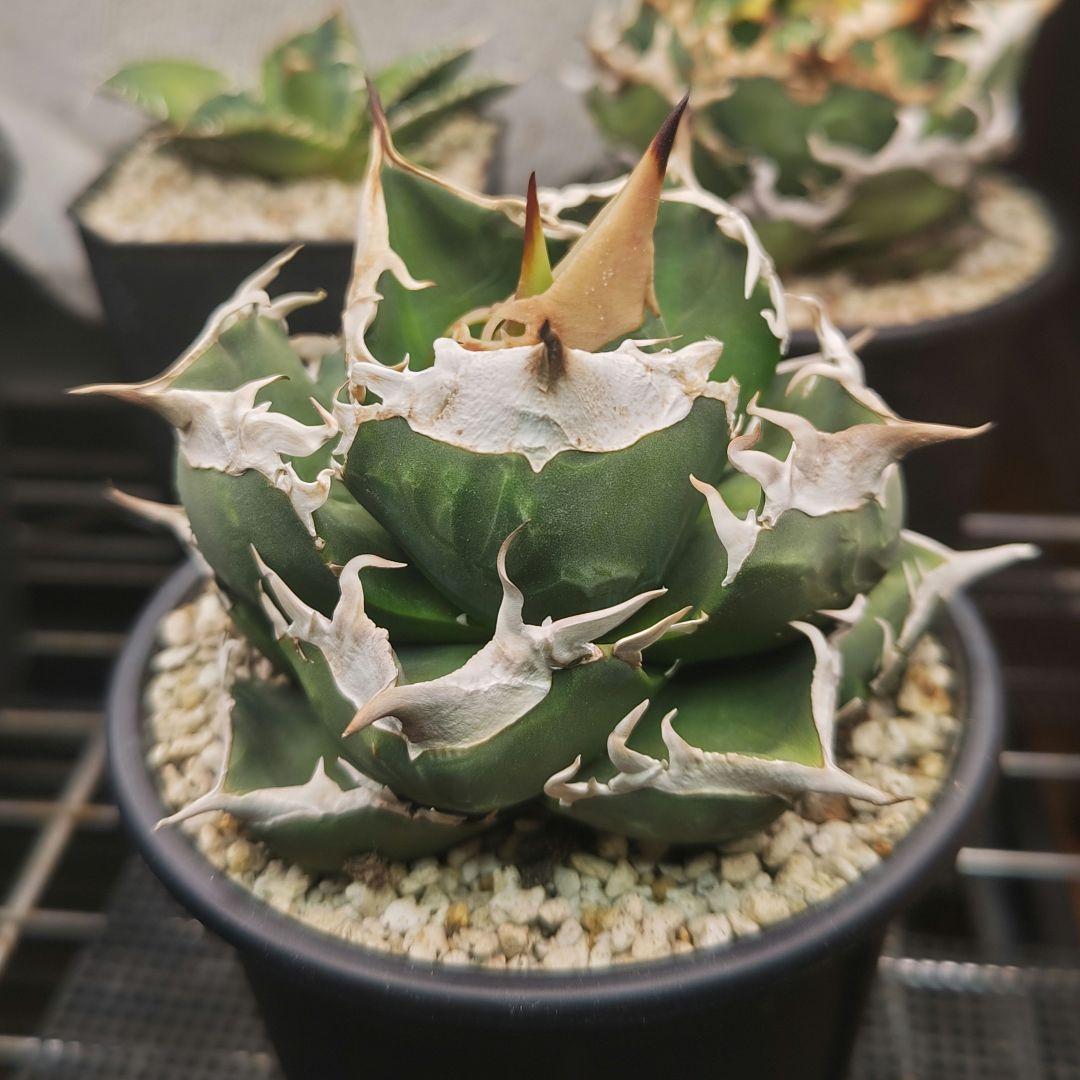 アガベ　チタノタ　sad　親株　コンパクト 楽天市場】【花苗】アガベ チタノタ 'SAD' 10.5cmポット 1苗 : Ivy