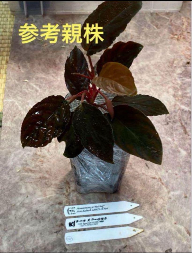 ホマロメナ レッドリーフHomalomena Red leaf AZ0823-2 - メルカリ