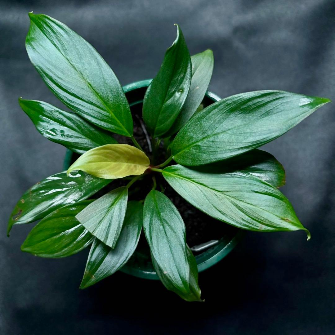 ホマロメナ Rec172 正規タグ付き Yahoo!オークション -「ホマロメナ homalomena」(その他) (観葉植物)の