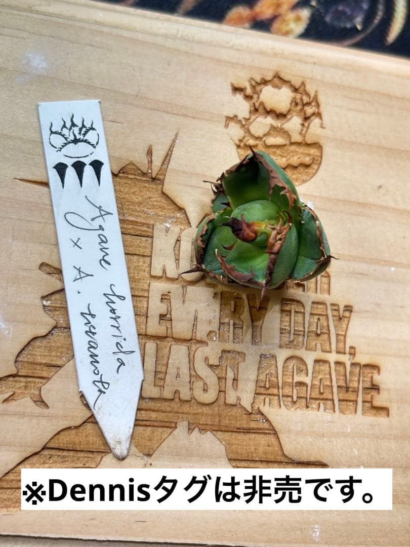 アガベ AGAVE ハイブリッド パリー オバティフォリア パラサナ 斑入り