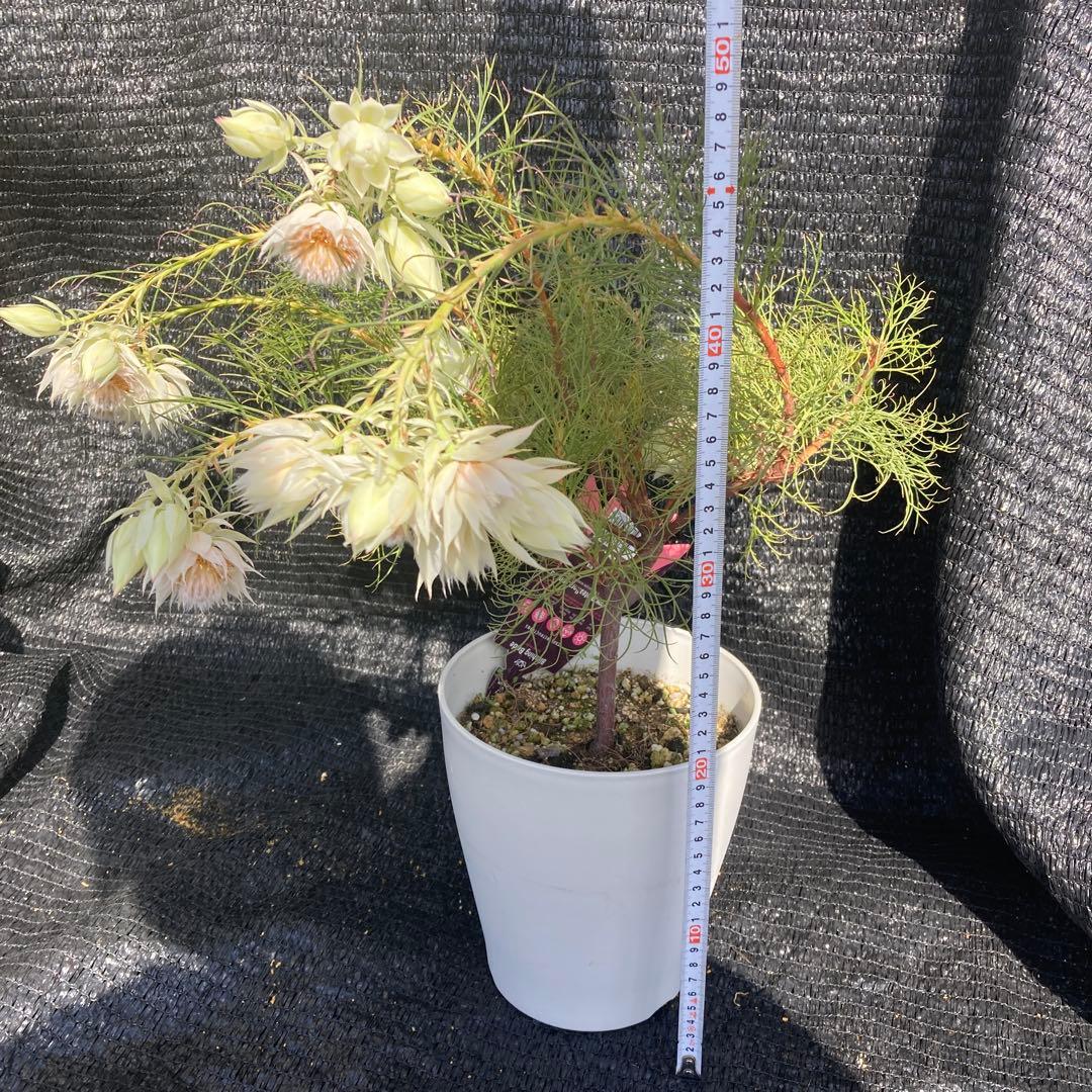 ②*:ஐ白花*:ஐジョーイセルリア・苗木【ブラッシングブライド