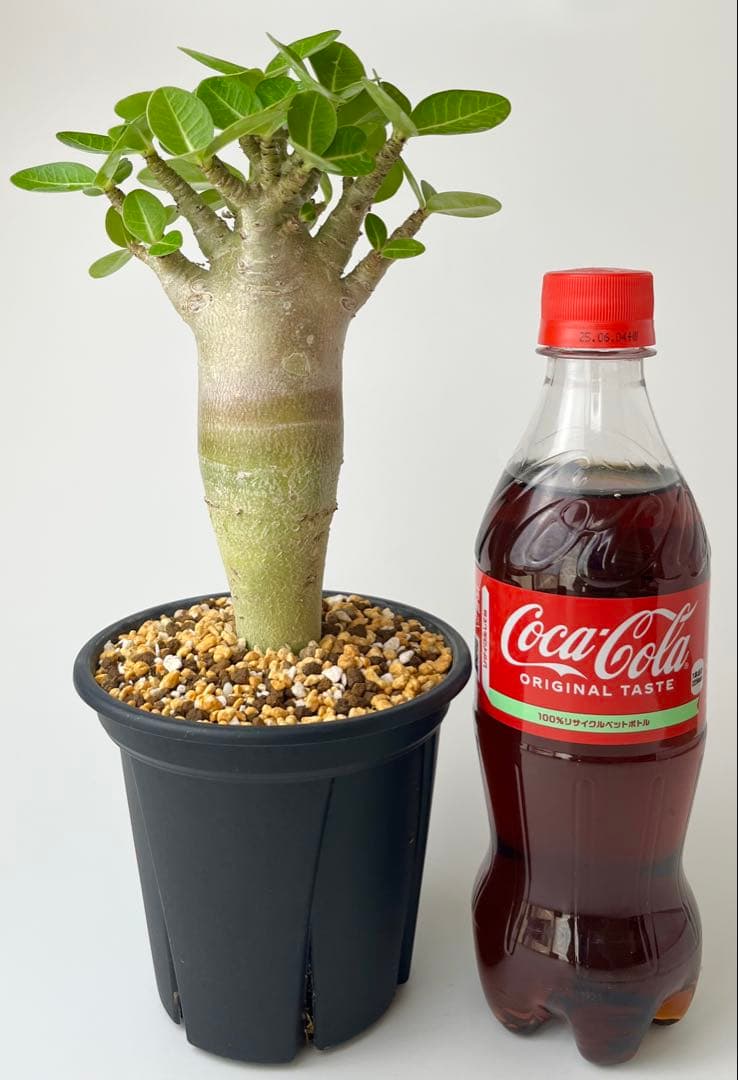 激レア/塊根植物】アデニウム アラビカム ゴジ バオバブタイプ 鉢植え