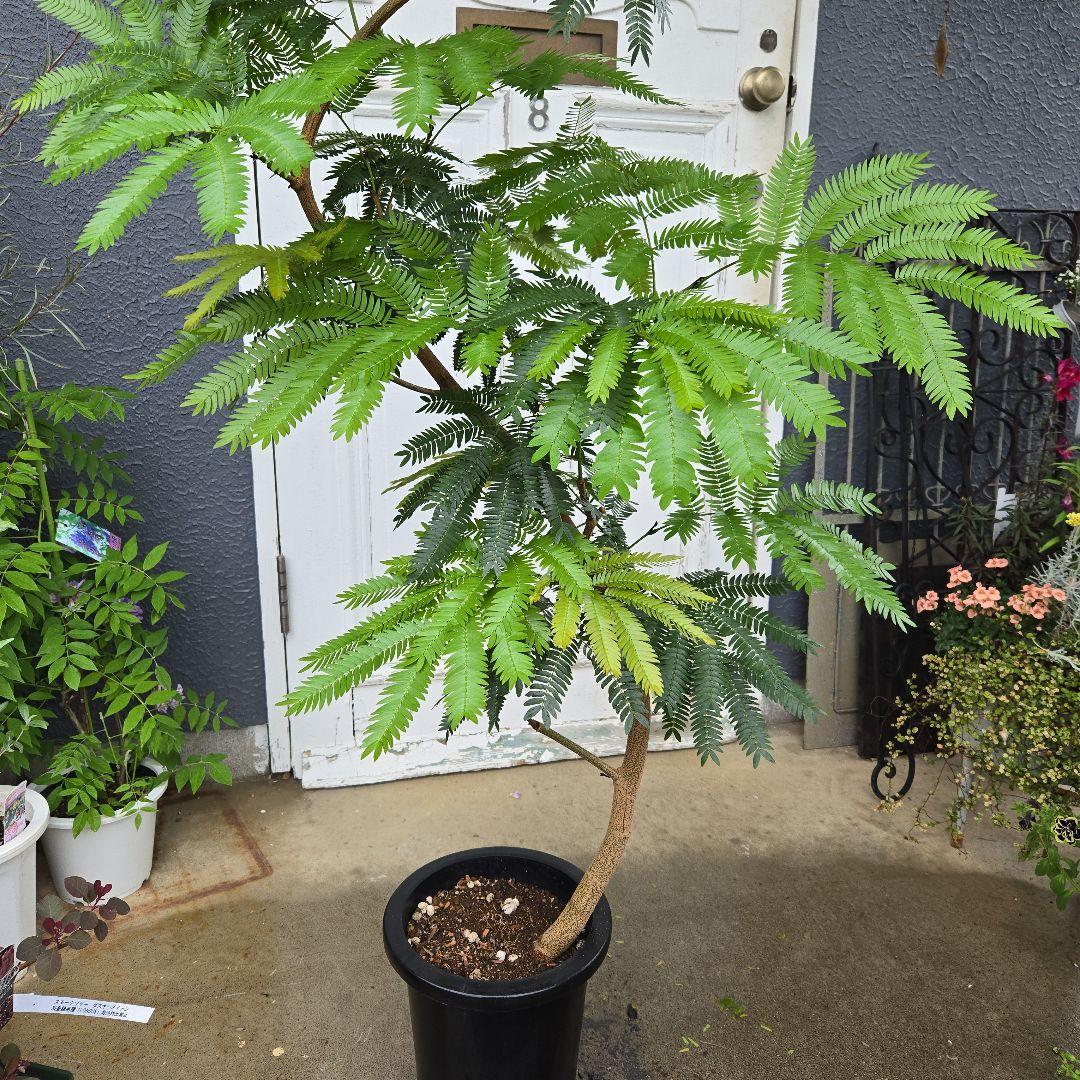 ⑯ エバーフレッシュ曲がり仕立て 8号 特大苗木最高等級極上品‼️