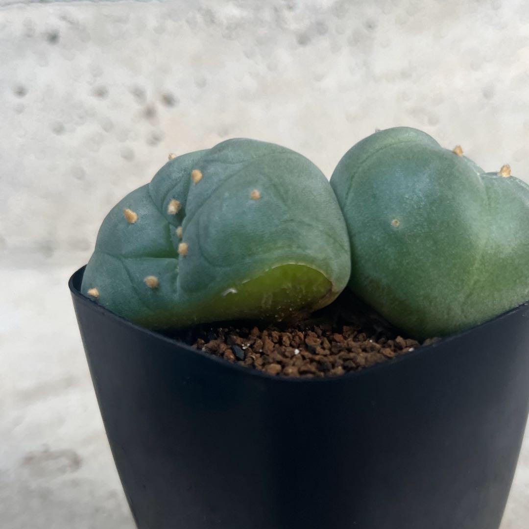 銀冠玉 実生 2頭 ロフォフォラ 2鉢 - メルカリ