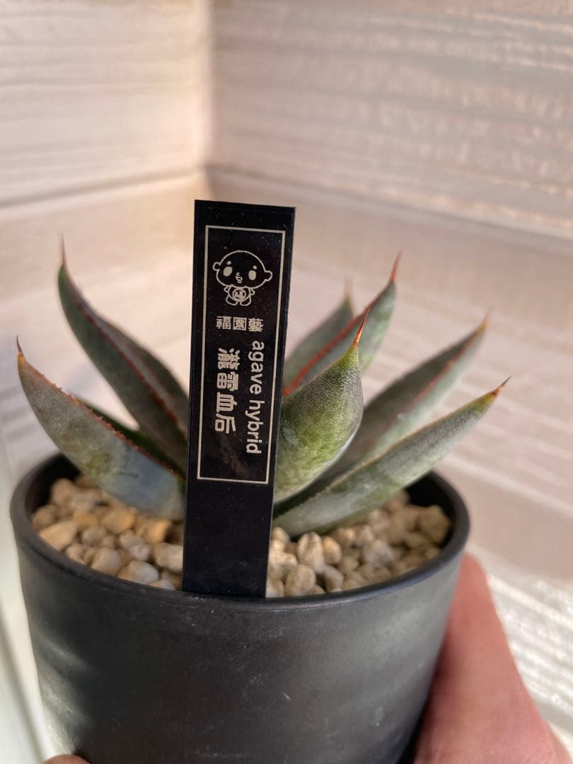 専用です。瀧雷血后と姫嚴龍x姫雷帝